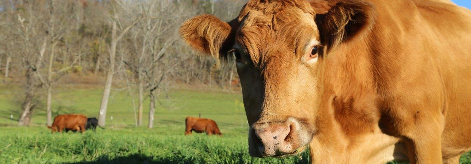 Wisconsin Grass-fed Beef Cooperative