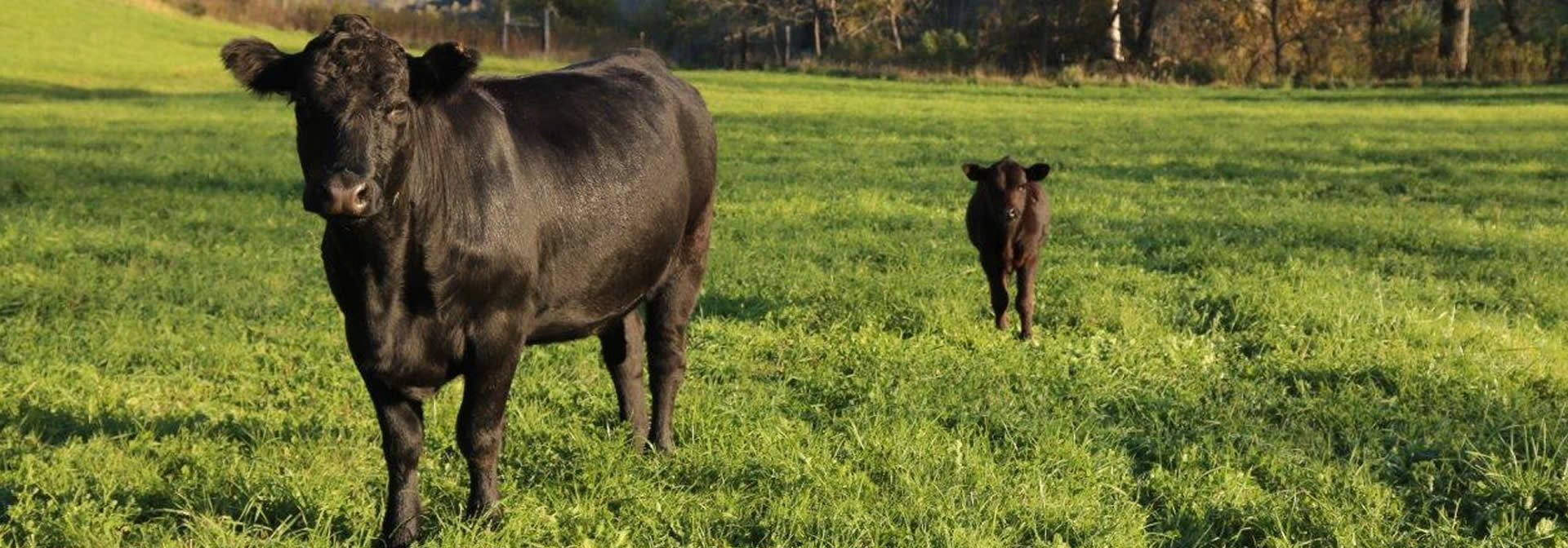 Wisconsin Grass-fed Beef Cooperative
