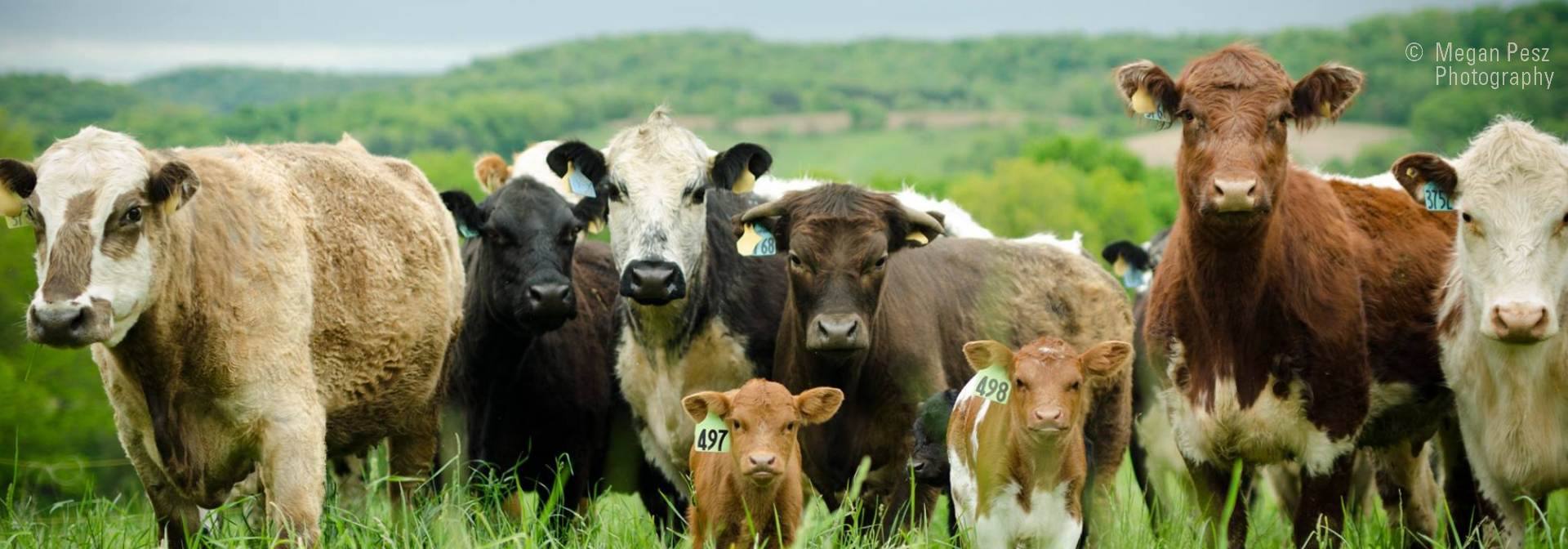 Wisconsin Grass-fed Beef Cooperative