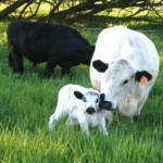 Environmental Benefits of Grass-fed Beef